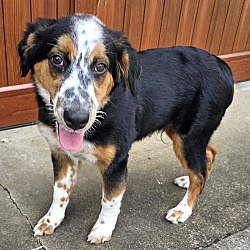 Thumbnail photo of PUPPY GORDY Pure Aussie #2