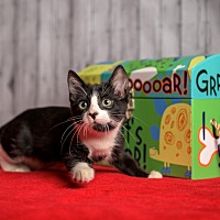 adopt a pet