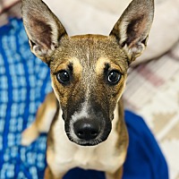 adopt a pet