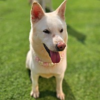 adopt-pet