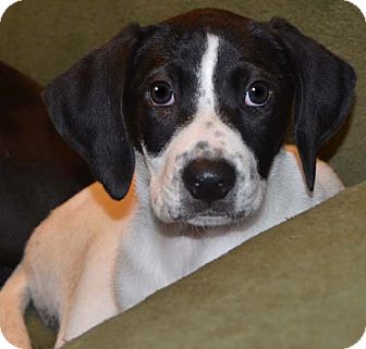 foxhound black and white