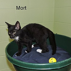 Thumbnail photo of Mort #4