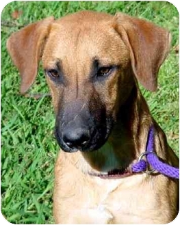 rhodesian ridgeback malinois mix