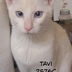 Photo of Tavi