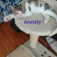 Photo of Anxiety