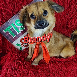 Thumbnail photo of Brandy #2