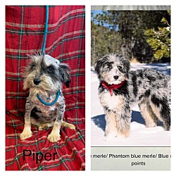 Thumbnail photo of Piper #3