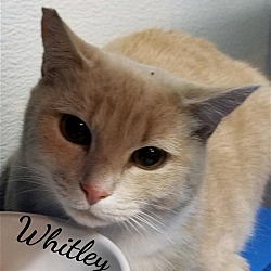 Thumbnail photo of Whitley #1