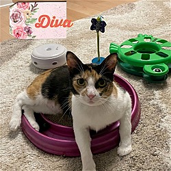 Thumbnail photo of Diva #2