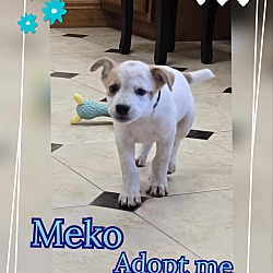 Thumbnail photo of Meko #2