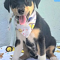 adopt a pet