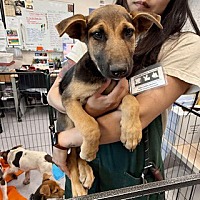 adopt a pet