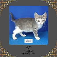 adopt a pet