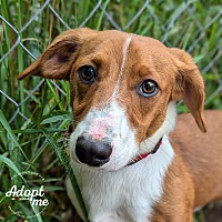 adopt a pet