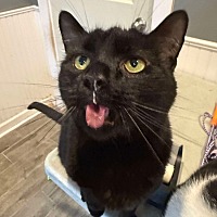 adopt-pet