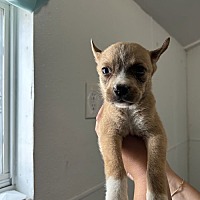 adopt a pet