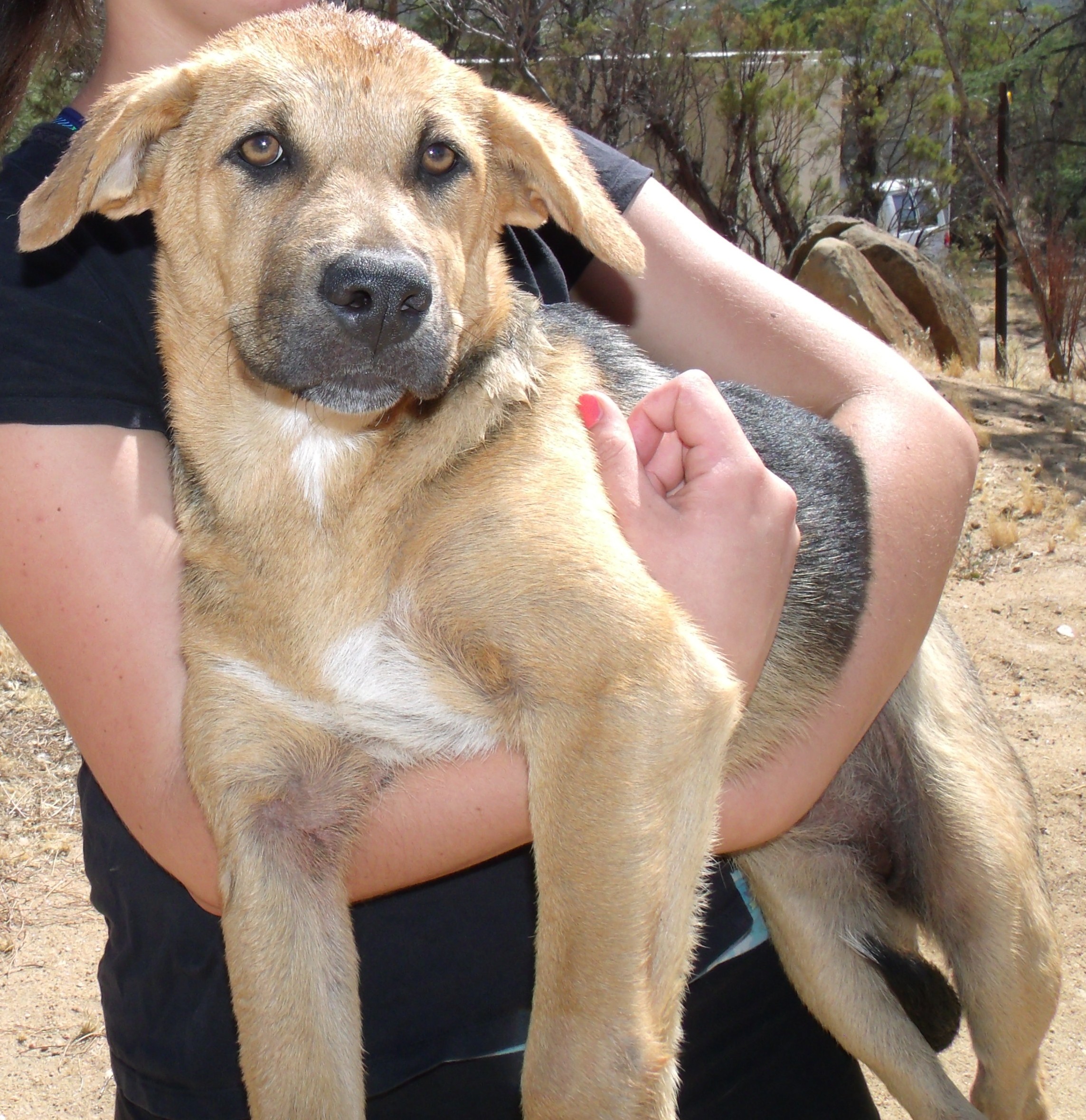 anatolian shepherd hound mix