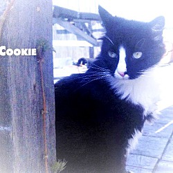 Thumbnail photo of Cookie #1