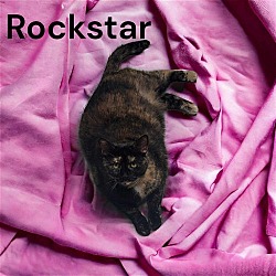 Thumbnail photo of Rock Star #3