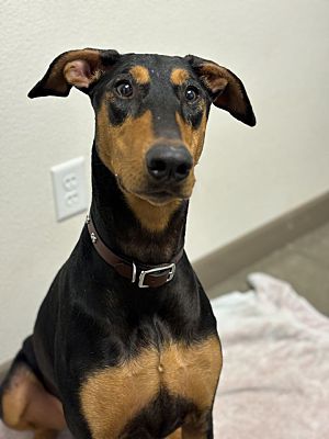 Chico, CA - Doberman Pinscher. Meet Dixie a Pet for Adoption ...