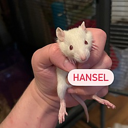 Thumbnail photo of Hansel & Gretel BONDED PAIR #2