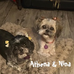 Thumbnail photo of Nina & Athena (Bonded Pair) #1