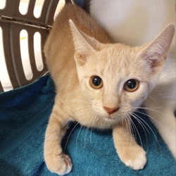 Memphis, Tn - Ocicat. Meet Goldeen A Pet For Adoption - Adoptapet.com