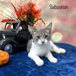 Thumbnail photo of Sebastian #2