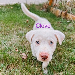 Thumbnail photo of Clove #4