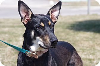 shiba inu doberman mix