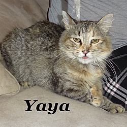 Thumbnail photo of Yaya #2