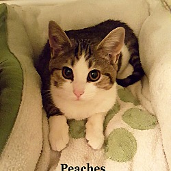 Thumbnail photo of Peaches #1