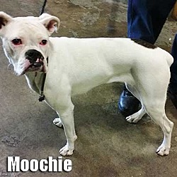 Thumbnail photo of Moochie #2
