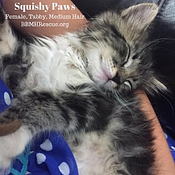 Thumbnail photo of Squishy Paws #1
