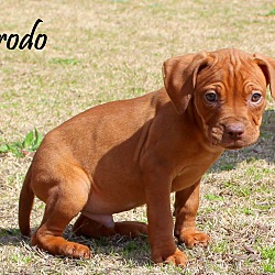 Thumbnail photo of Frodo~adopted! #3