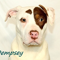 Thumbnail photo of Dempsey~adopted! #4