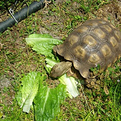 Thumbnail photo of Sulcata Tortoise #2