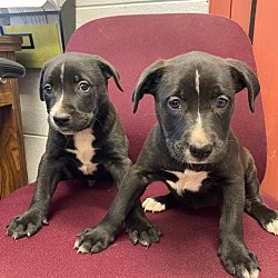 Photo of Puppies Brother and Sister in Kill Shelter