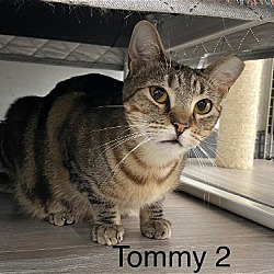 Photo of Tommy 2