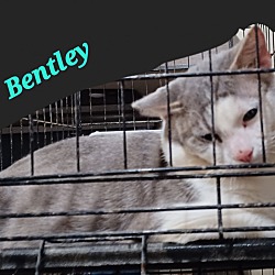 Thumbnail photo of Bentley  #1