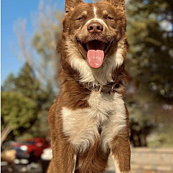 Photo of Bear
