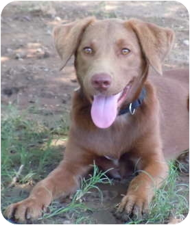 golden retriever weimaraner