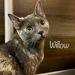 Thumbnail photo of Willow #1