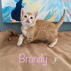 Photo of Brandy