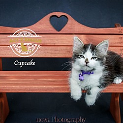 Thumbnail photo of Cupcake #3