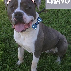 Thumbnail photo of CHAVO #2