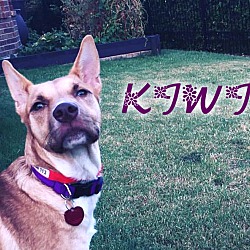Thumbnail photo of Kiwi (fostered in Dallas TX) #1