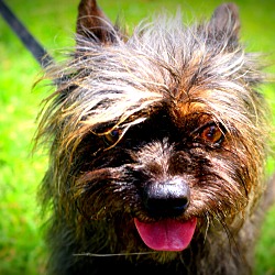 Thumbnail photo of Toto~adopted! #4