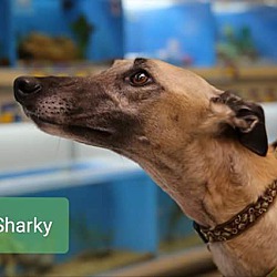 Photo of Sharky