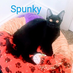 Thumbnail photo of SPUNKY #2